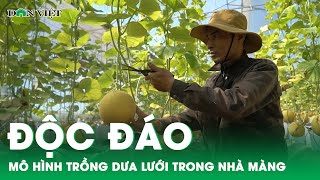 Dựng nhà màng trồng dưa lưới, nông dân Thanh Hóa thu tiền tỷ mỗi vụ | Báo điện tử Dân Việt