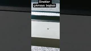 sinekler gelei