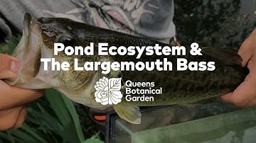 Pond Ecosystem & The Largemouth Bass