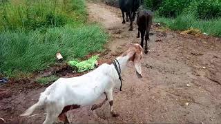 our village white goats