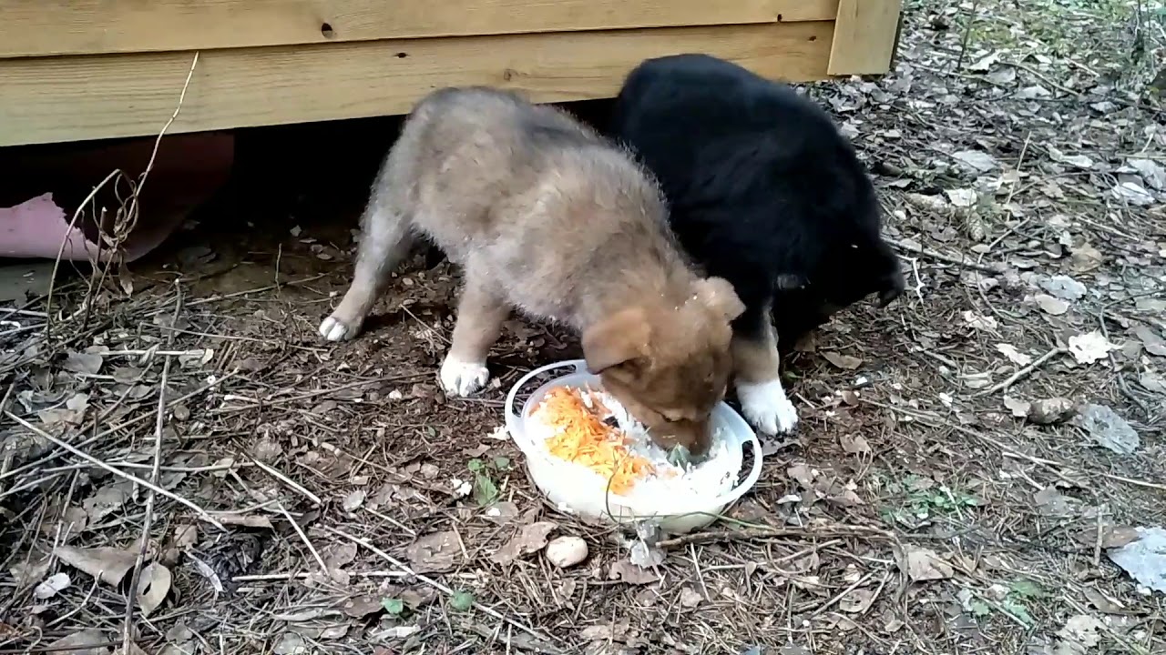 Голодные щенки