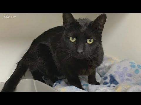 Cat missing for months reunited with family