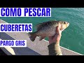 MIS SECRETOS PARA PERCAR CUBERETA, PARGO DE MANGLE!