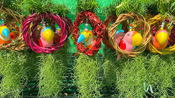 Cây Không Khí Tóc Tiên, Vừa Lọc Không Khí Tốt Cho Sức Khỏe, Vừa Làm Tiểu Cảnh Trang Trí Rất Đẹp !!!