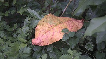 Sigma fp 12bit RAW 4K Video Test: At Dusk in the Backyard