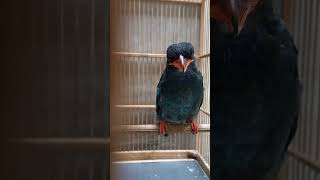 Download Lagu Masteran Gacor Tengkek Buto #tengkekbutogacor #tengkekbuto #shorts #birds #bird MP3 Download Lagu Masteran Gacor Tengkek Buto #tengkekbutogacor #tengkekbuto #shorts #birds #bird MP3