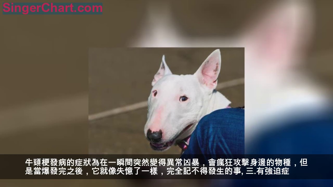 牛頭梗為什麼被禁養了 牛頭梗的圖片 Youtube 牛頭梗為什麼被禁養了 牛頭梗的圖片 Youtube