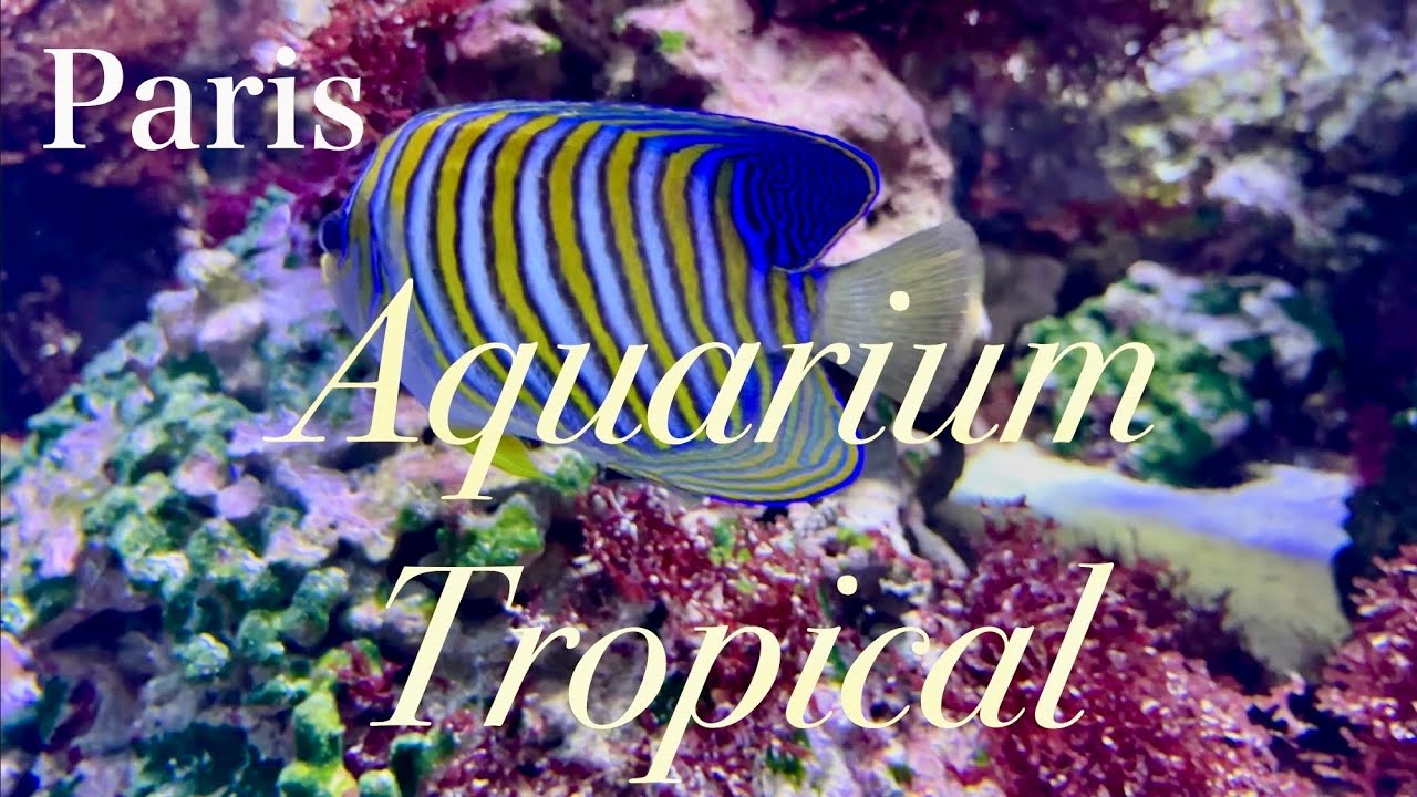 Under the Sea in Paris  🐠 Paris Aquarium Tour 