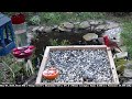 Chickadee's LIVE Bird Feeder - Northeast Ohio