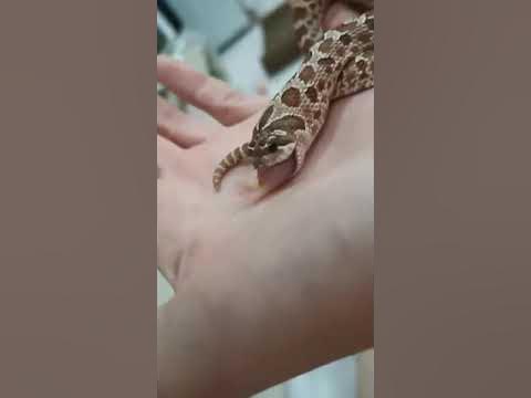 Свиноносый уж ест мышку - YouTube