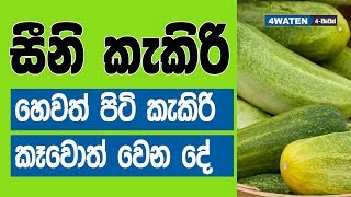 පිටිකැකිරි හෙවත් සීනි කැකිරි කෑවොත් මොකද වෙන්නෙ : Sweet Melon Benefits – Seeni Kekiri