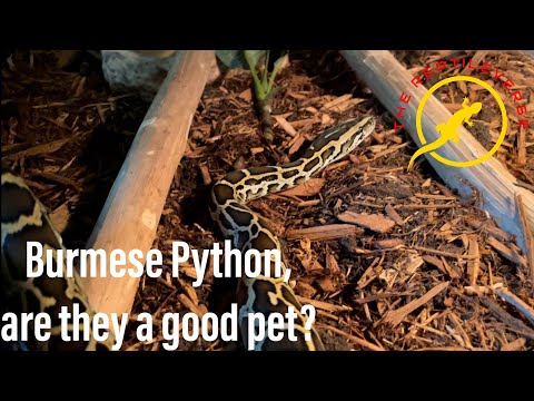 Video: Python - Pythonidae-matelijarotu Hypoallergeeninen, Terveys- Ja Elinikäinen