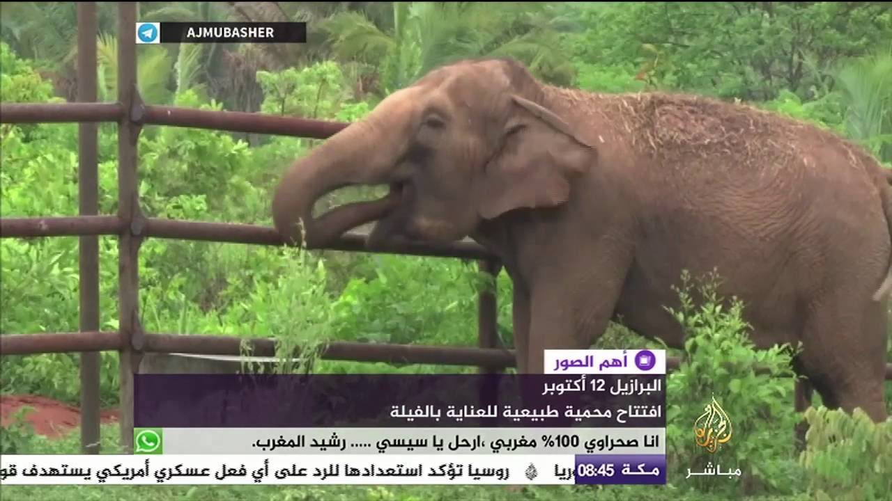 كيف تعيش "الفيلة" في البرازيل