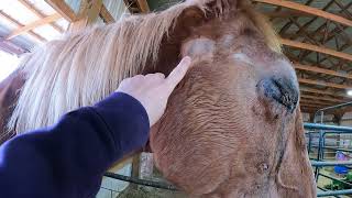 Update on Luckyrescued Belgian Draft Horse with a horrible eye injury after his 2nd vet appointment
