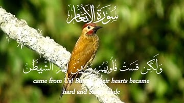 آيات من سورة الأنعام بصوت القارئ طارق محمد