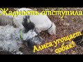 Алиса лиса. Алиса стала угощать собак.