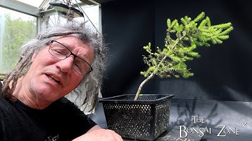 Pruning a White Spruce, The Bonsai Zone, May 2025