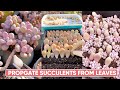 How To Propagate Succulents from Leaves | 多肉植物| 다육이들 | Suculentas