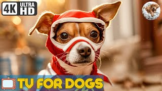 8 Hours of TV For Dogs 🐶Relaxing Stressed Dogs Music | 4K Dog TV Relax Bored Dogs | Pet Music Garden