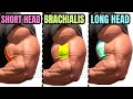 15  BEST BICEPS WORKOUT AT GYM TO GET BIGGER ARMS FAST