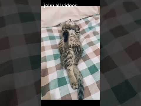#cat #catlife #animallife #catshorts #cute #cutecat #catvideo
