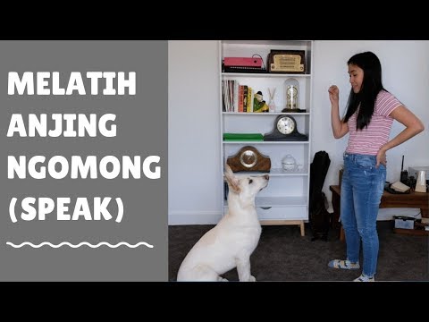 Video: Bagaimana Cara Mengajari Anjing Anda Berbicara