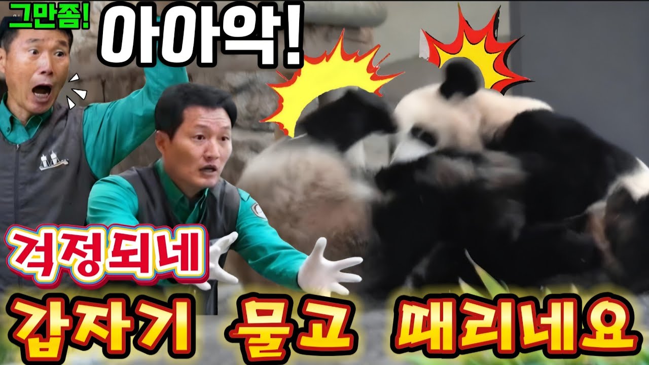 에버랜드 판다월드 💢 세상에나 후이는 언니에게 놀아 달라고 난동을 부렸어요 