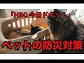 ｢HBC 今日ドキッ！｣ペットの防災対策