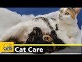 Caring for cats during labour