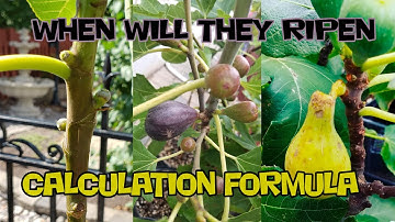 The 3 Fig Stages, what needs to happen to your tree to ripen your figs.