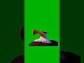 Mighty Eagle Angry Bird Says NO! | Green Screen Meme Clip for Your Edits