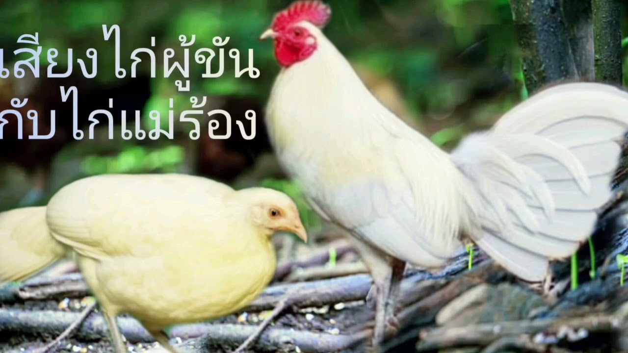 ngày 15 tháng 2, 2026