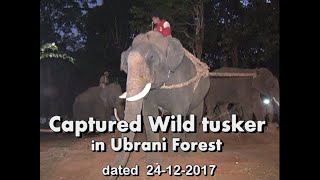 Captured wild tusker in Ubrani Forest (24-12-2017) Complete Raw Footage Video Report