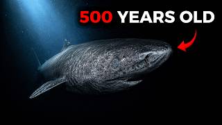 The Shark That Outlived Empires