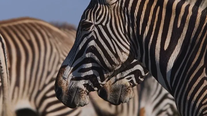 Why Do Zebras Have Stripes? The Fascinating Truth!