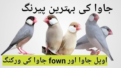 Fawn Java and Opal Java Best Pairing #pets #video #mutation #goodaviary #love #bird #how #howto #yt