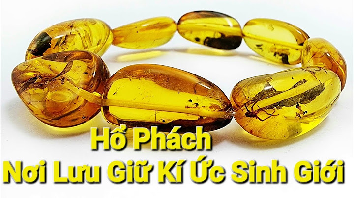 Hổ phách được hình thành như thế nào năm 2024