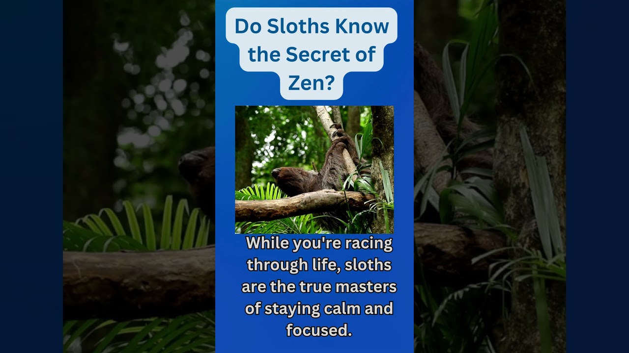 Zen Sloths: Nature's Masters of Serenity
