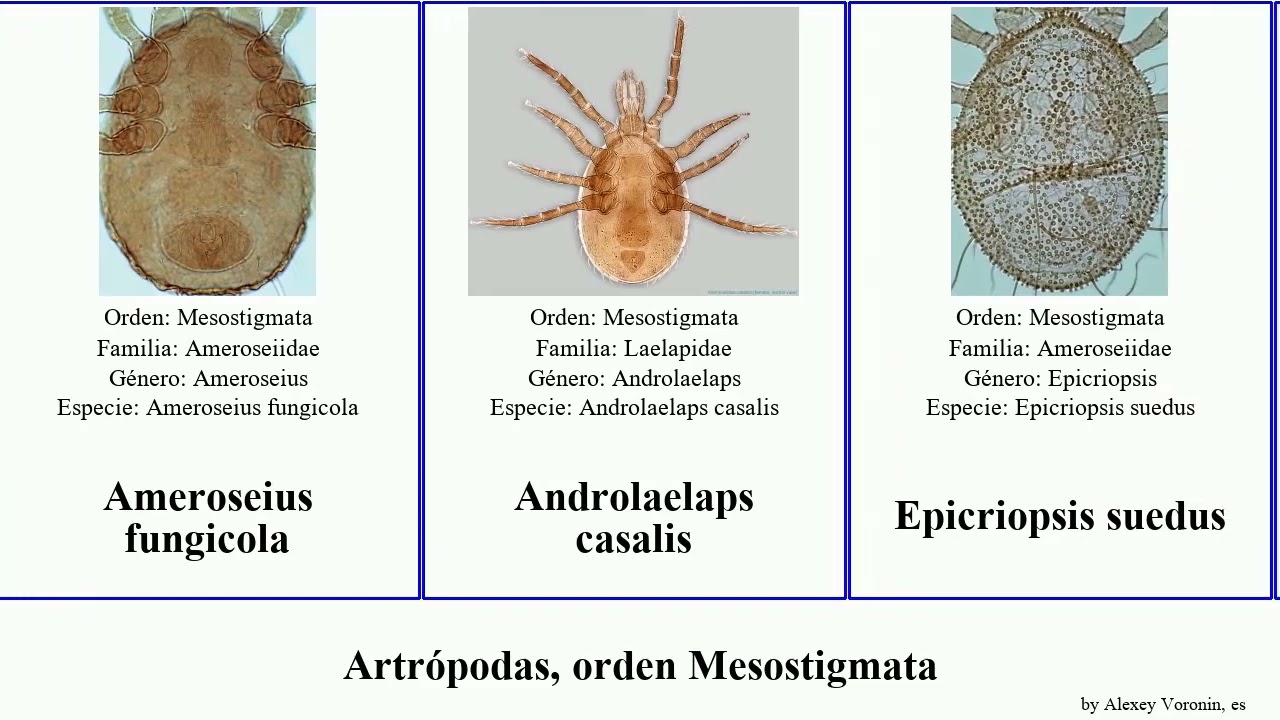 Artrópodas, orden Mesostigmata arthropoda Ameroseius callosus Liponyssoides macrochelae Chris