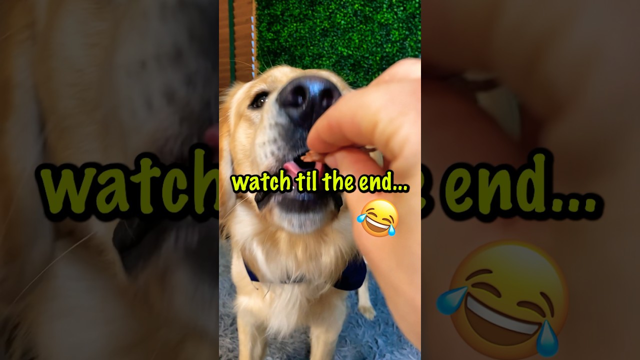 He Almost BROKE His Button…