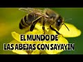 Quien es Diego Sayayin y a que se dedica? El Mundo de las Abejas!