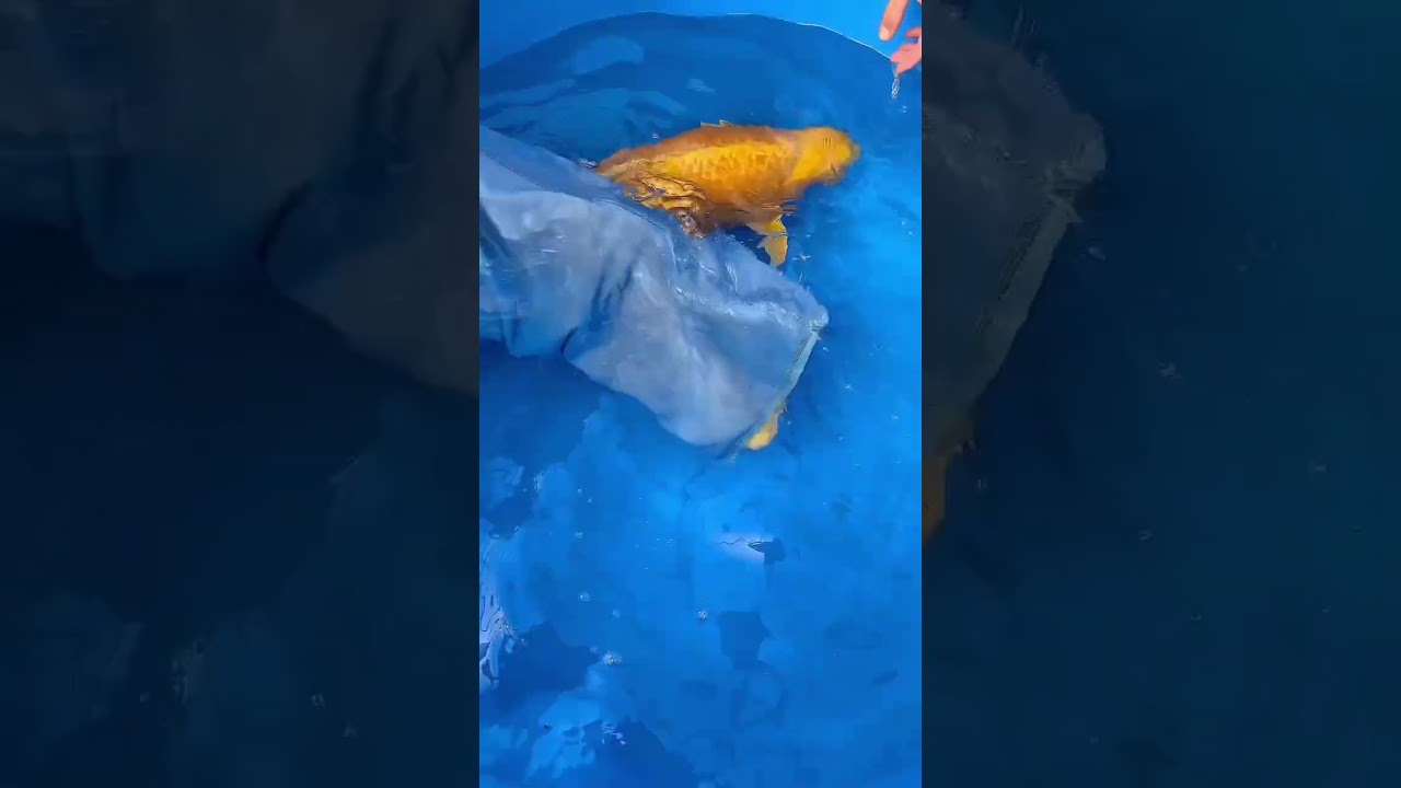 Big koi fish 😍