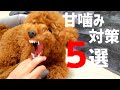 【甘噛み対策】我が家の成功と失敗を合わせて5つ紹介します！子犬のうちに教えてあげたいこと