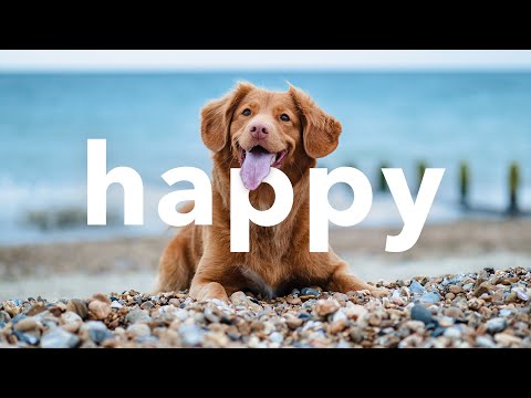 😁 Upbeat Happy No Copyright Free Instrumental Background Music Mix by Limujii