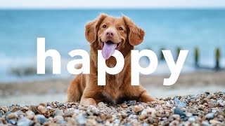 😁 Upbeat Happy No Copyright Free Instrumental Background Music Mix by Limujii