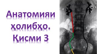 Ҳолибҳо. Мочеточники. Қисми 3. Урология. Лексия барои ҷарроҳони навомуз ва донишҷуён. Доктор Алишер