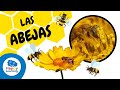 COSAS QUE NO SABÍAS DE LAS ABEJAS 🐝 | HAPPY LEARNING 🍯