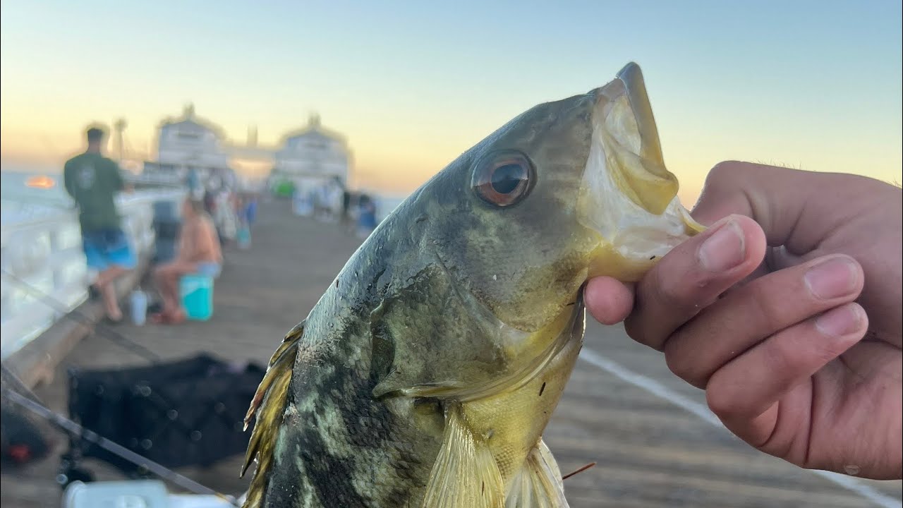 Pier Fishing with Live Bait for BIG Calico Bass!