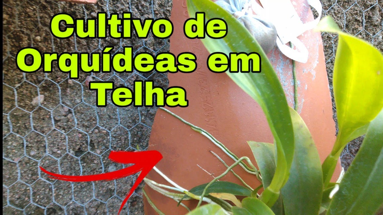 Cultivo de Orquídeas em Telha é Sucesso Garantido Veja 👆🏼