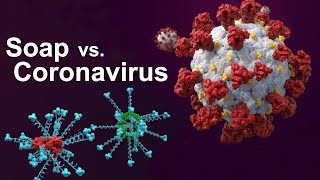 Soap vs COVID: How Soap works against the Coronavirus Germs and Other Viruses - Micelles